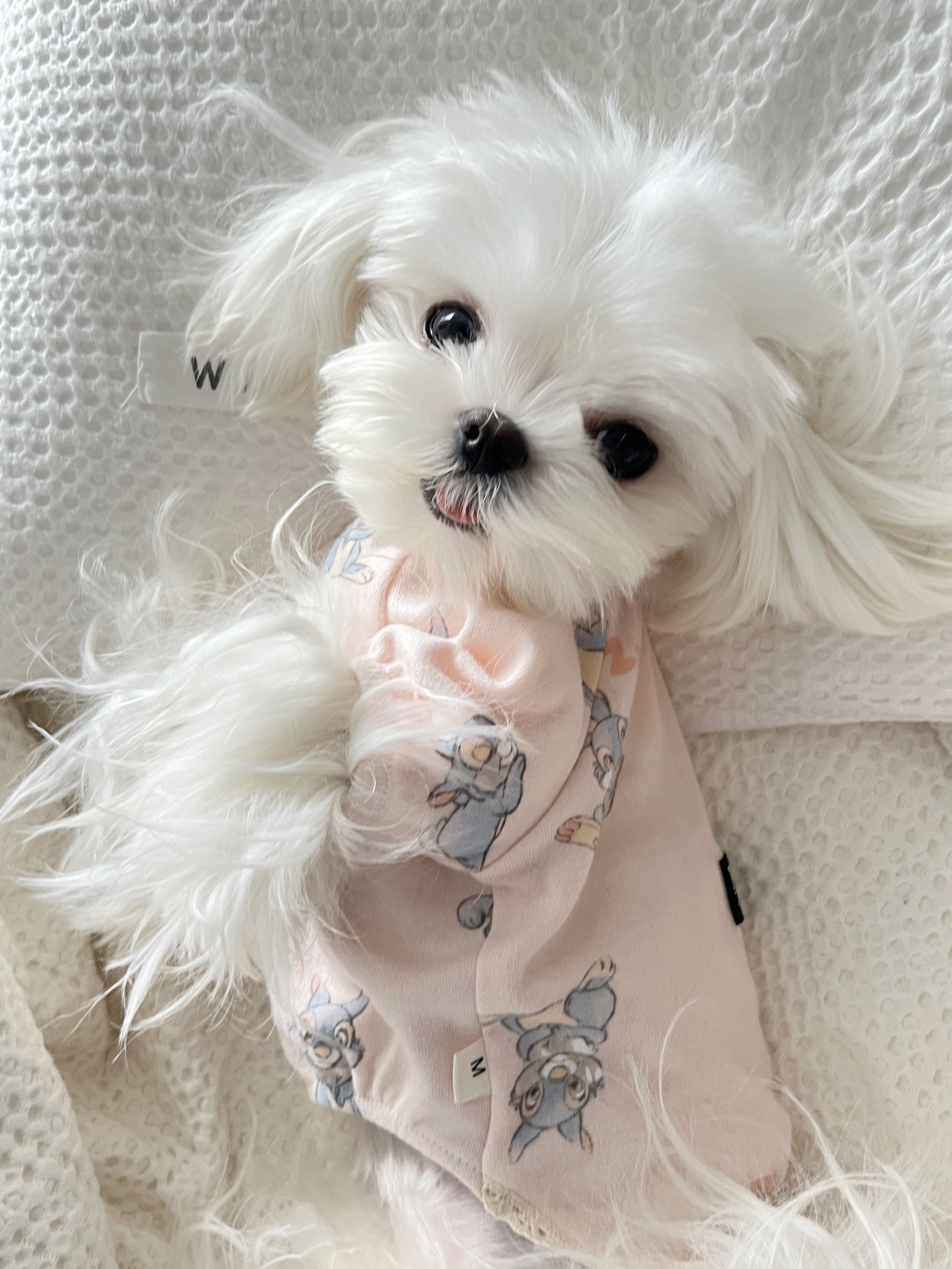 Dog Clothes Pink Rabbit Nightdress