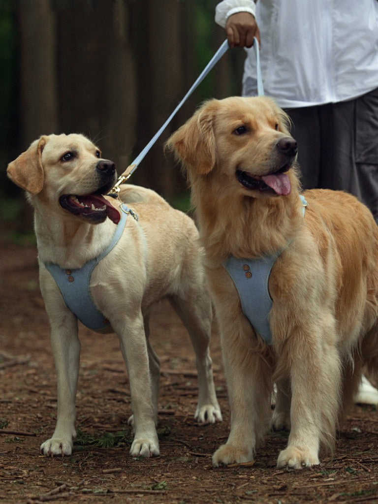 Dog Harness+Leash Set (Large)