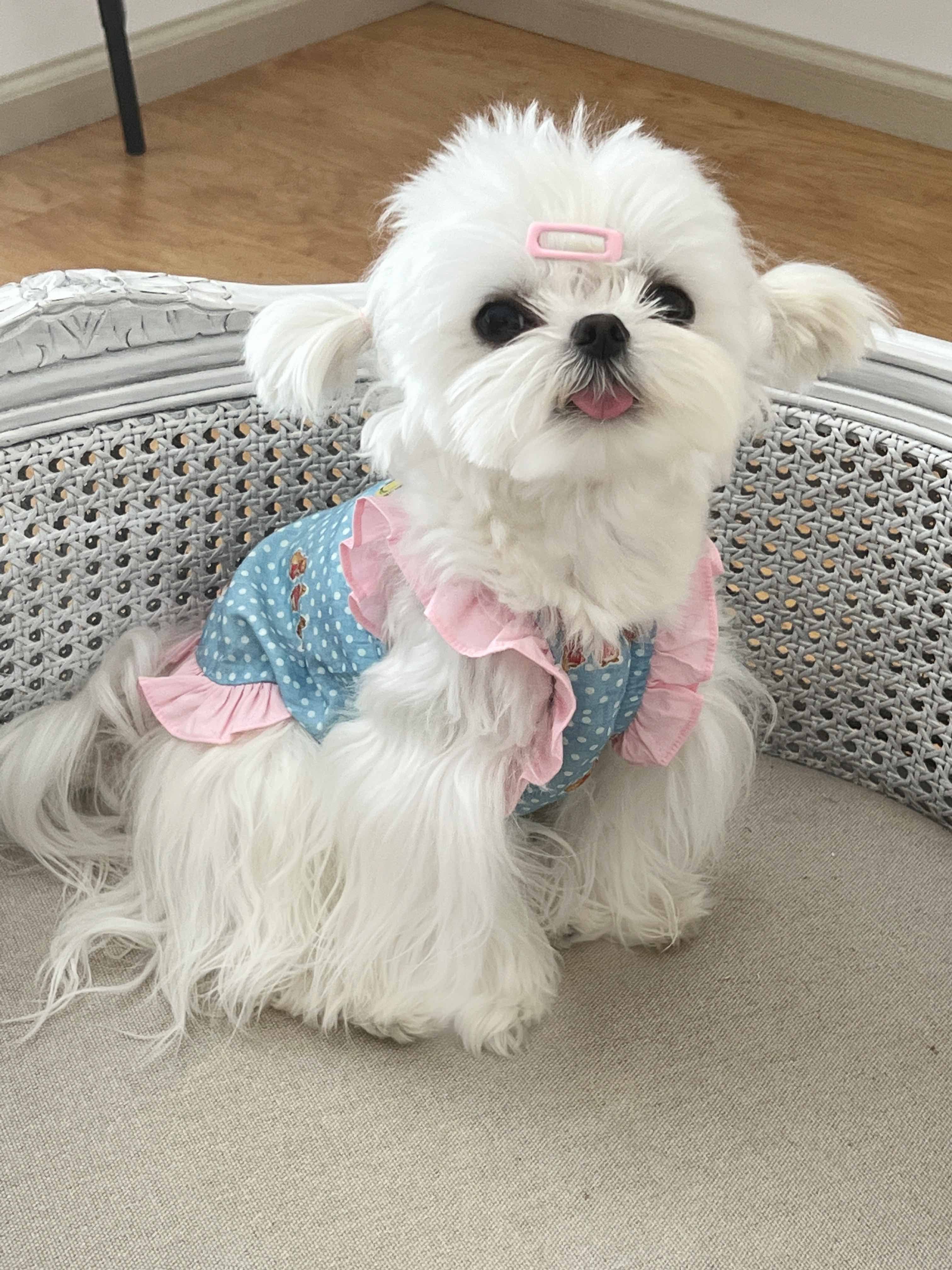 Cute Dog Clothes Polka Dot Dress Blue and Pink Color Pet Clothes